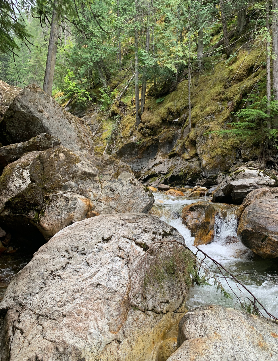 Never Fearing Wild Things